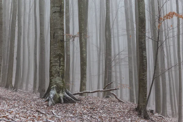 Bir dağ ormanında kış manzarası, don ve taze toz karla