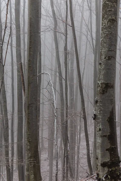 Зимові Пейзажі Гірському Лісі Морозом Свіжим Порошковим Снігом — стокове фото