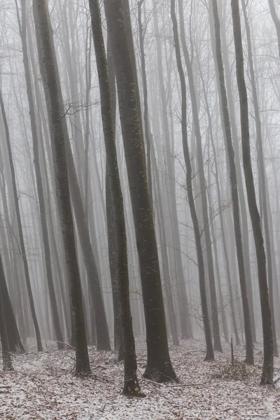 Paisajes Invernales Bosque Montañoso Con Heladas Nieve Fresca Polvo — Foto de Stock