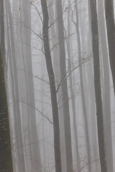 Zimowe Krajobrazy Górskim Lesie Mrozem Świeżym Śniegiem Proszku — Zdjęcie stockowe