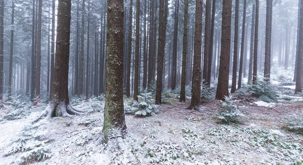 Paesaggio Invernale Una Foresta Montagna Con Gelo Neve Fresca Polvere Foto Stock Royalty Free