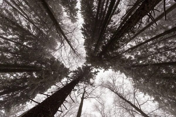 Paisajes Invernales Bosque Montañoso Con Heladas Nieve Fresca Polvo Imagen De Stock