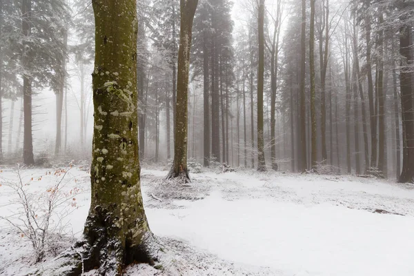 Paesaggio Invernale Una Foresta Montagna Con Gelo Neve Fresca Polvere Foto Stock Royalty Free