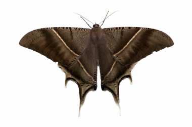 close up beautiful brown moth isolate on white background clipart