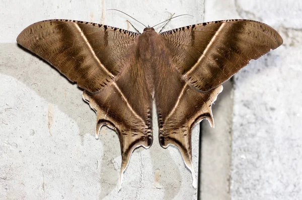 Close Healthy Beautiful Brown Moth Reasting Cement Wall — Stock Photo, Image
