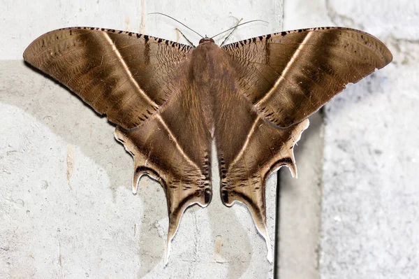 Cerrar Saludable Hermosa Polilla Marrón Reasting Pared Cemento — Foto de Stock