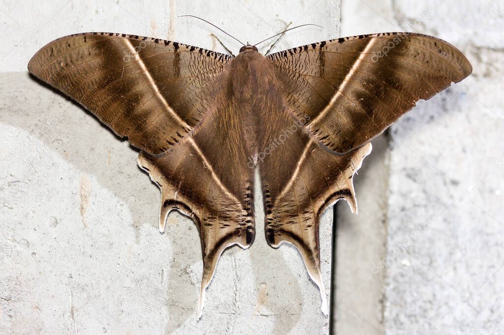 close up healthy and beautiful brown moth reasting on cement wall