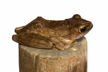 Polipedler lökositstax, Altın Ağaç Kurbağası, Yaygın ağaç kurbağası, kereste izole edilmiş beyaz arka planda kal