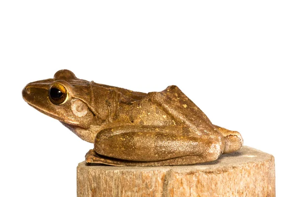 Polipedler lökositstax, Altın Ağaç Kurbağası, Yaygın ağaç kurbağası, kereste izole edilmiş beyaz arka planda kal