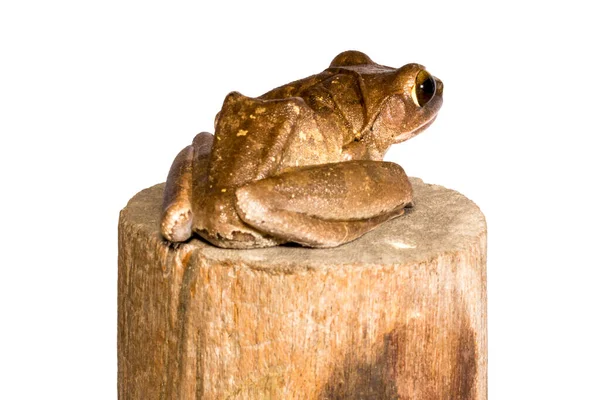 Polypedates Leucomystax Golden Tree Frog Common Tree Frog Pobyt Drewnie — Zdjęcie stockowe