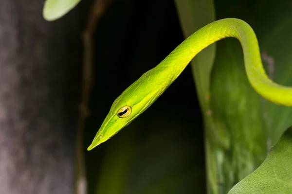 Serpent Fouet Orient Vipère Verte Ahaetulla Prasina — Photo