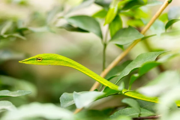 Крупним Планом Здорова Східна Змія Батога Або Зелена Віяла Ахетулла — стокове фото