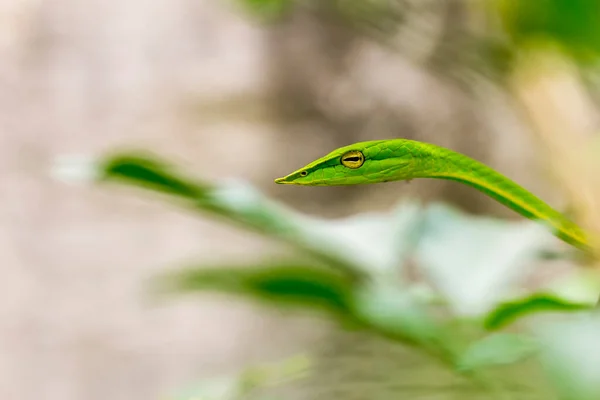 Крупним Планом Здорова Східна Змія Батога Або Зелена Віяла Ахетулла — стокове фото