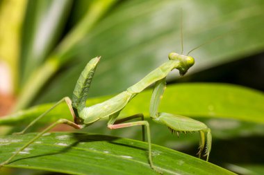 Güzel ve sağlıklı yeşil peygamber devesi yaprağın üzerinde duruyor.
