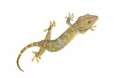 Sağlıklı thailand tokay gecko beyaz arka planda izole