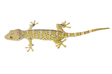 Sağlıklı thailand tokay gecko beyaz arka planda izole