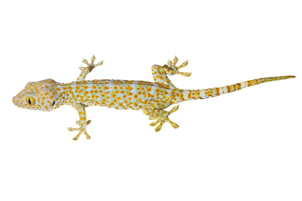 Thailand Sain Tokay Gecko Isolé Sur Fond Blanc — Photo