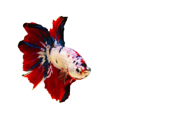 Peixes Combate Siameses Coloridos Peixes Betta Isolados Fundo Branco Com — Fotografia de Stock