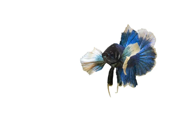 Сиамская Синяя Боевая Рыба Бетта Рыба Изолированы Белом Фоне Обрезкой — стоковое фото