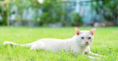 Parlak bir günde yeşil çimlerin üzerinde güzel ve sağlıklı akıllı beyaz bir kedi çömelmiş.