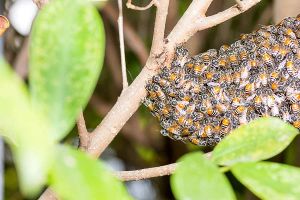 Gros Plan Essaim Abeille Nid Abeille Sur Arbre Dans Forêt — Photo