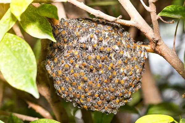 Cerrar Enjambre Abeja Panal Árbol Bosque — Foto de Stock