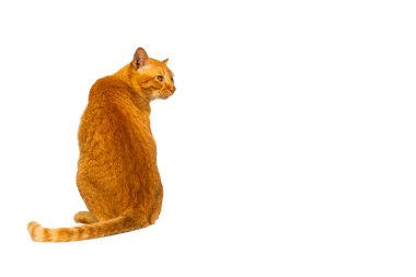 Güzel ve akıllı turuncu kedi veya tekir arkana yaslan beyaz arka planda kırpma yolu ile