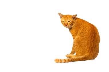 Güzel ve akıllı turuncu kedi veya tekir arkana yaslan beyaz arka planda kırpma yolu ile