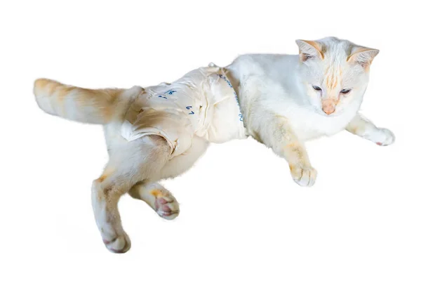 Fehér Macskák Megsérültek Bekötözték Őket Fehér Alapon Elszigetelve Vágási Útvonallal — Stock Fotó