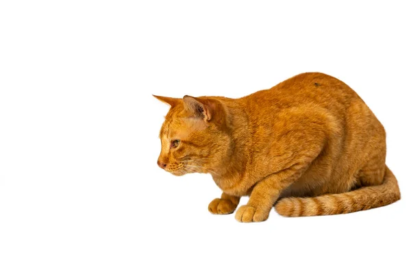 Beautiful Smart Orange Young Cat Tabby Squat Isolated White Background — Stock Photo, Image