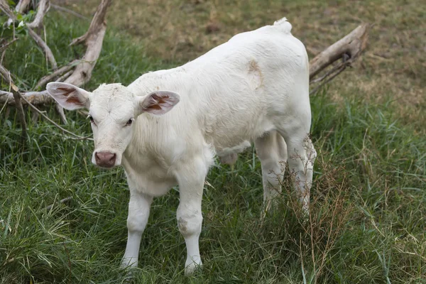 Close White Baby Cow Calf Stand Green Lawn Bright Day — Stock Photo, Image