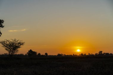 Altın gibi güzel gün doğumu berrak ve siluet çalılık ya da kırsalda fren ağacı sessiz bir günde