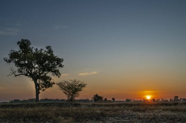 Altın gibi güzel bir gün doğumu sakin bir günde kırsal kesimde çayırları ve ağaçları temizler.