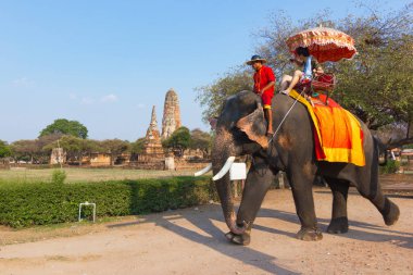 Ayutthaya Tayland 15 Nisan 2016: fil fil sürme baskın faaliyetin ana konumlar - Ayutthaya Tarih Parkı ve bir dünya mirası alanı olması