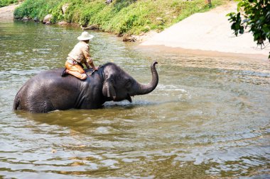 Lampang Tayland 12 Nisan 2018: Tayland fil Koruma Merkezi - Etkinlikler fil banyo fil banyo doğal olarak, soğutma için bir fil banyo gibi