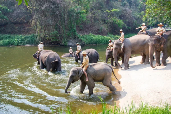 Lampang Tailandia Abril 2018 Centro Conservación Elefantes Tailandia Actividades Baño — Foto de Stock