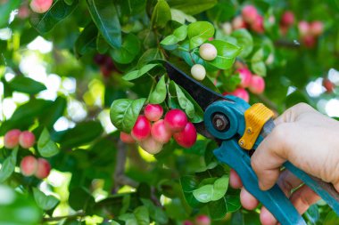 El erkeklerin hedges grupta bahçe makası makas kullanarak kırpma.
