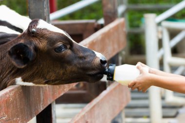 Portre - bebek inek süt biberon el ile üzerinde Tayland çocuk yetiştirme çiftliği.