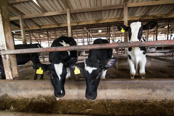 Vacas Una Granja Rebaño Vacas Que Comen Heno Establo Granja —  Fotos de Stock