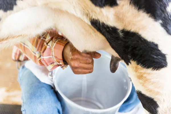 Motion image man hand milking a cow by hand, cow standing in the corral