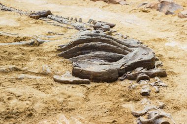 Yineleme dinozor Fosili öğrenmeye Excavating dinozor için parkta zemin kum üzerinde.