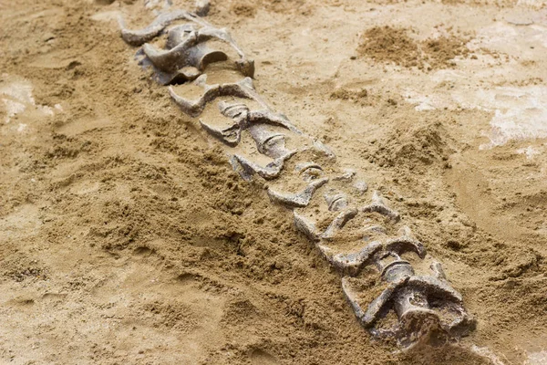 Replica Dinosaur Fossil Sand Ground Learning Excavating Dinosaur Park — Stock Photo, Image