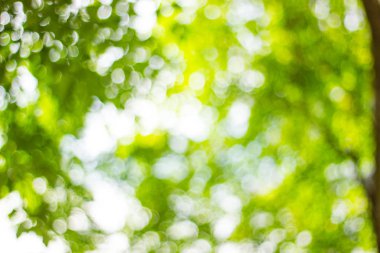 Arkaplan görüntüsü olarak ağaçların arasından ışık saçan doğanın soyut bulanıklığı.