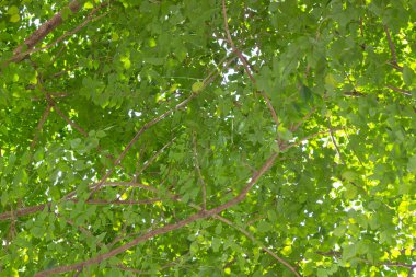 soyut doğa ağaçların arasından hafif bir arka plan görüntüsü olarak