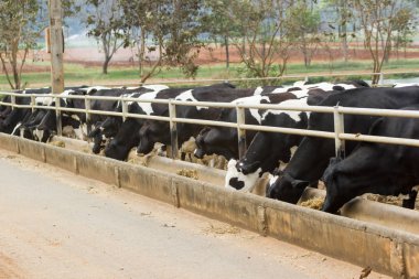 İnekler bir çiftlik ve saman cowshed süt çiftlikte yiyerek inek sürüsü