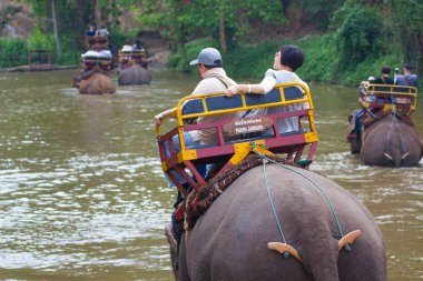 Lampang Tayland 12 Nisan 2018: Tayland fil Koruma Merkezi - Etkinlikler fil banyo fil banyo doğal olarak, soğutma için bir fil banyo gibi