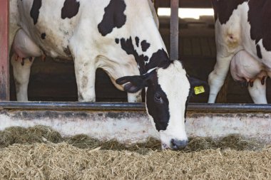 İnekler bir çiftlik ve saman cowshed süt çiftlikte yiyerek inek sürüsü