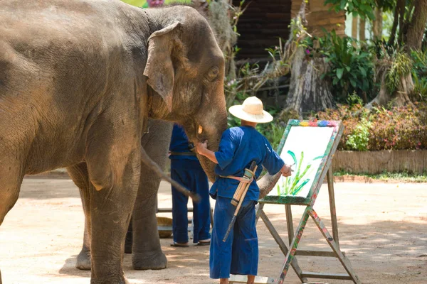 Obrazy Słonie Lampang Tajlandii Kwietnia 2016 Słoń Rysunek Tajlandia Słoń — Zdjęcie stockowe