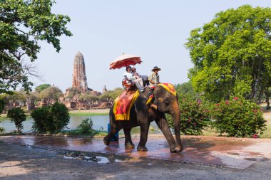 Ayutthaya Tayland 15 Nisan 2016: fil fil sürme baskın faaliyetin ana konumlar - Ayutthaya Tarih Parkı ve bir dünya mirası alanı olması