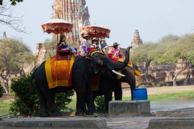 Ayutthaya Tayland 15 Nisan 2016: fil fil sürme baskın faaliyetin ana konumlar - Ayutthaya Tarih Parkı ve bir dünya mirası alanı olması